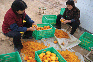 富平縣洋陽柿餅專業合作 富平柿餅 洋陽柿餅 瓊鍋糖 粉條 富平特產 秦魯綠色柿業開發公司 富平花椒產業合作社