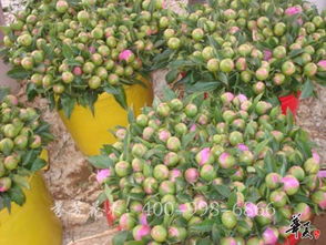 精品花色系列 公司相冊 菏澤市芬芳花木種植專業(yè)合作社