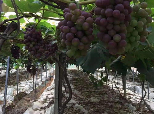 正式啟動 全市28家名單公布