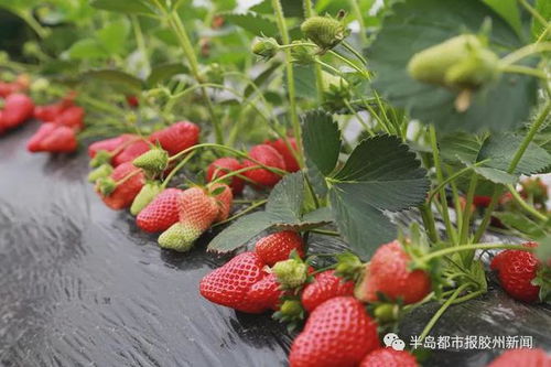 膠州膠北街道將紅色旅游與鄉村休閑緊密融合發展旅游產業