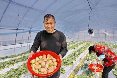 粉嫩可愛、清甜多汁!金山白草莓大批量上市!