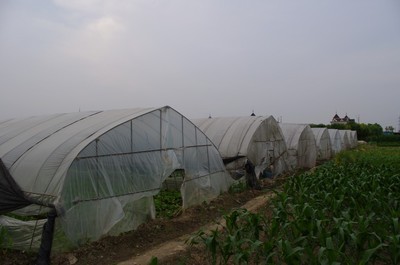 杭州余杭區南苑五益蔬果專業合作社 