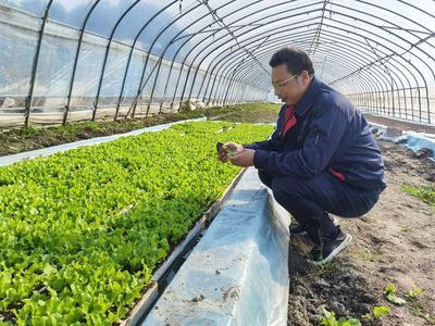 白鶴:日均采收上市蔬菜240噸,穩產穩價保障市場供應