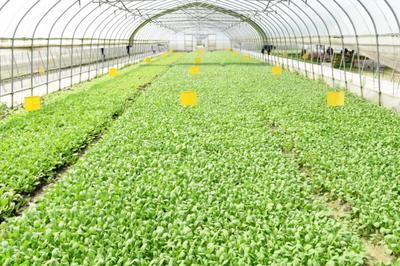 生態循環農業來了!重固以綠色發展引領鄉村振興