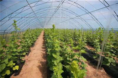 聚焦!市委書記侯紅:確保精準扶貧措施再落實再落細