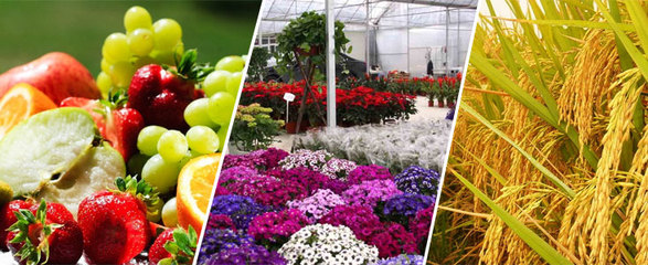 上海綠田蔬果種植專業合作社