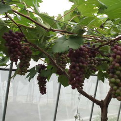 王波蔬果專業合作社