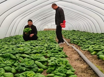 蒙城縣立倉鎮:種植蔬菜 富了口袋