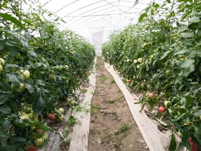 橙肉西瓜、玉菇甜瓜、刺黃瓜、大番茄,一大波應季瓜果集中上市!