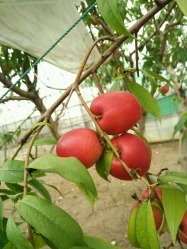 上海綠瑞蔬果專業合作社怎么樣,好不好的默認點評-崇明縣-大眾點評網
