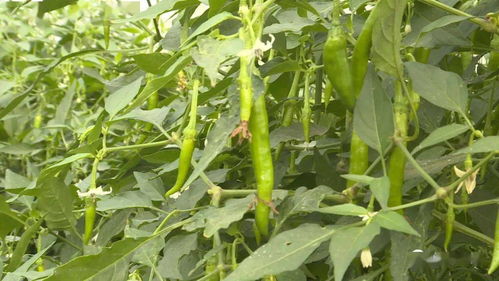 創(chuàng)業(yè)兩年多,年?duì)I業(yè)額達(dá)3千萬(wàn) 浦橋村這位 退伍大叔 做了這個(gè)...