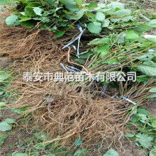 西安周至終南金果園果蔬專(zhuān)業(yè)合作社