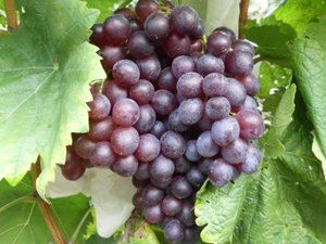 紅寶石無(wú)核葡萄 棲霞市文遠(yuǎn)果蔬專(zhuān)業(yè)合作社 紅提葡萄,紅寶石無(wú)核葡萄