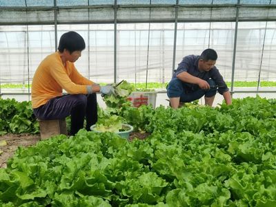 青浦蔬菜基地迎來(lái)豐收價(jià)格跌,生菜田頭交易每斤0.7元