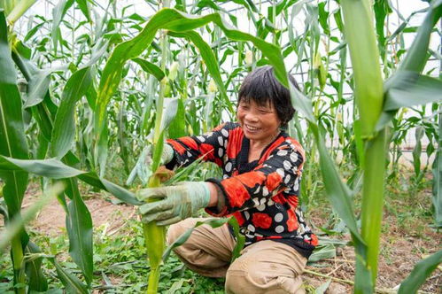 鮮嫩爆汁 深受大家喜愛(ài)的ta來(lái)啦