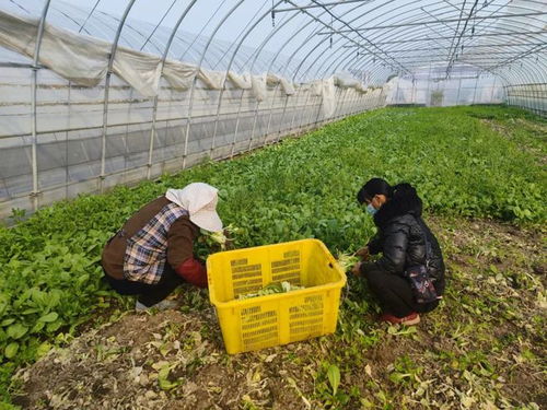 48小時(shí)從 田頭 到 灶頭 ,線(xiàn)上平臺(tái)做好 擺渡人