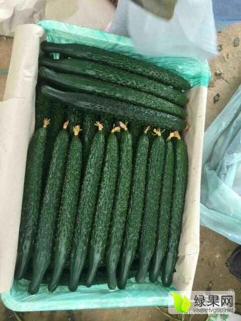 2019中國(guó)蔬菜第一縣大棚嫁接黃瓜 大量上市了