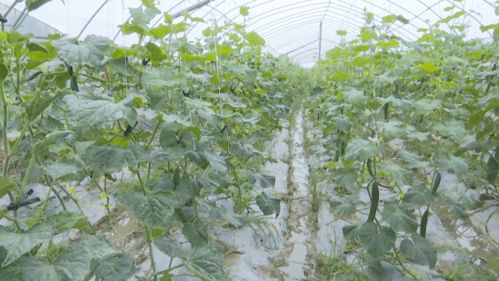 高質(zhì)量發(fā)展看云夢(mèng)高效菜園 系列報(bào)道之三 清潔技術(shù)促云夢(mèng)蔬菜提檔升級(jí)