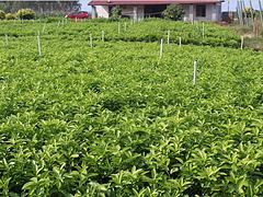 廣西橫縣隆泉果蔬專(zhuān)業(yè)合作社