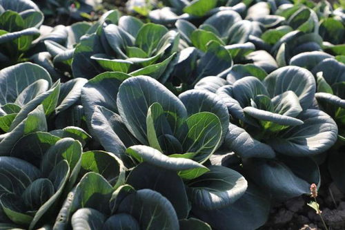 菜籃子 有保障 金山這個(gè)鎮(zhèn)的冬季蔬菜不斷茬