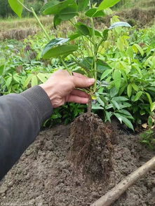 九月黃金蕉多少錢一斤