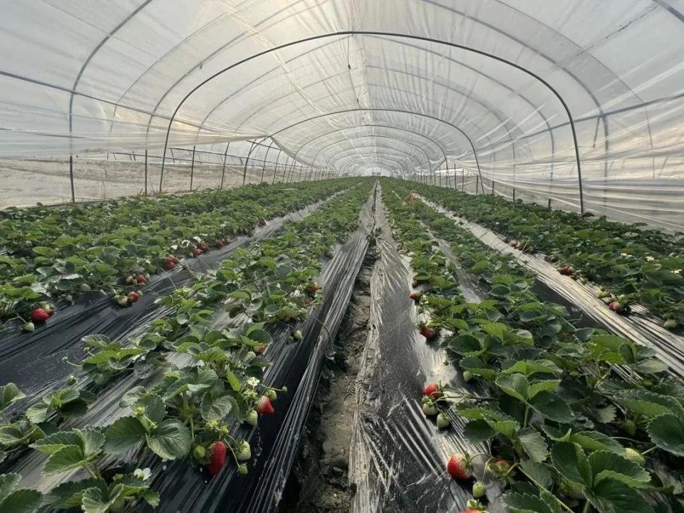 甜蜜上市!冬日&ldquo;莓&rdquo;好時光,青浦安排上了!