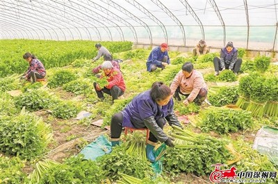 大棚蔬果鮮 農民致富忙