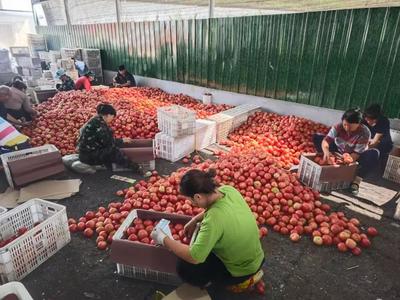 芹泉鎮:蔬果產業厚植鄉村振興根基