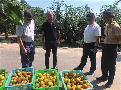 東方城鄉報數字報刊平臺-理賠正在進行,一筆筆賠款陸續送到農戶手中