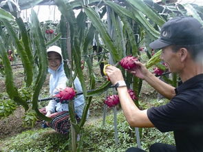 今日象山數字報 喝豆漿長大的火龍果