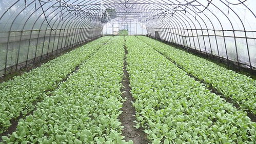 供應不斷檔, 菜籃子 拎穩(wěn)嘍