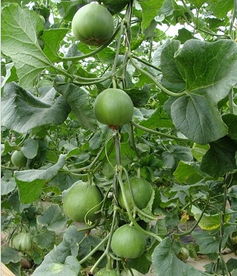 果蔬觀光采摘,河北伊麗莎白甜瓜,唐山生態(tài)采摘園,唐山素食餐廳,紅肉雪梨采摘,唐山市路北區(qū)亞棟果蔬農(nóng)民專業(yè)合作社