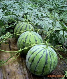 昌樂禾潤果蔬專業(yè)合作社