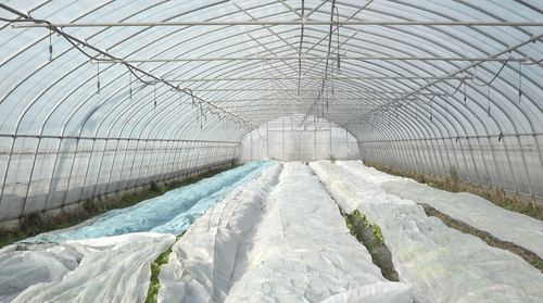 寒潮來襲 上海各蔬菜基地積極御寒確保 菜籃子 穩(wěn)定