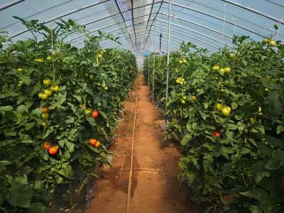 芹泉鎮(zhèn):蔬果產(chǎn)業(yè)厚植鄉(xiāng)村振興根基