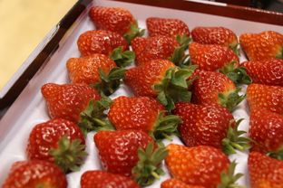 鄉(xiāng)村振興路上的實踐者 農(nóng)家女的 草莓夢 記上海紅鶴蔬果專業(yè)合作社總經(jīng)理周惠娟