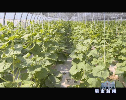 農(nóng)豐源專業(yè)果蔬合作社 撐起當?shù)匦】抵赂粔? class=