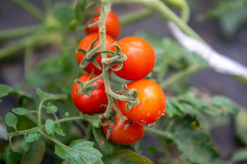 鮮嫩爆汁 深受大家喜愛的ta來啦