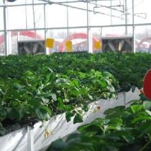 北京匯豐興農(nóng)果蔬產(chǎn)銷專業(yè)合作社