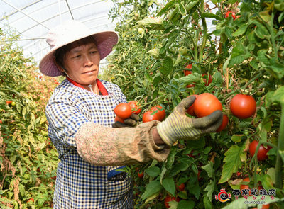 戌街鄉(xiāng):春耕好時節(jié) 蔬果齊飄香