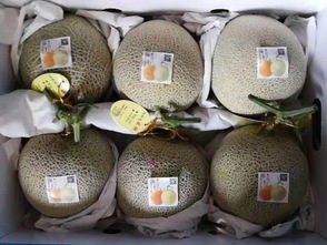 廣聚果蔬高品質(zhì)甜瓜供應,壽光甜瓜批發(fā)