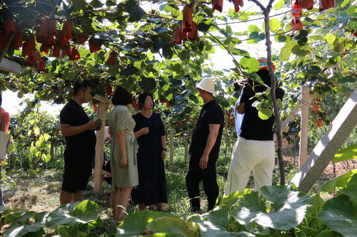 脫貧路上綻放的美麗之花 記扶風華泰果蔬專業合作社理事長趙小娟