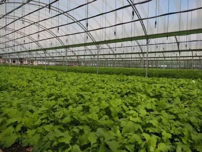 【福利】做點心/摘葡萄.樣樣都好玩!小布邀你參觀蔬果合作社啦!