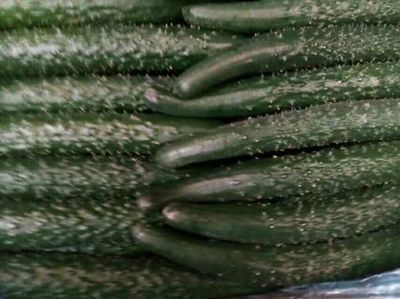 大連市農業農村局 "菜籃子"建設工程優質農產品基地 [蔬果]瓦房店金豐果菜專業合作社