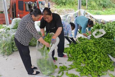蔬果飄香 鄉村"豐"景美