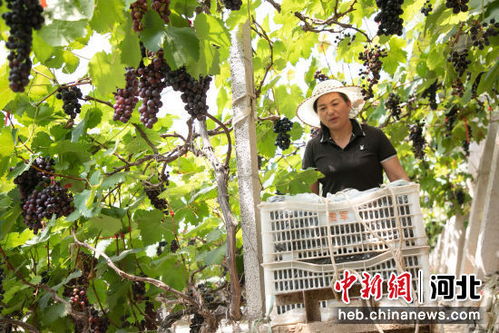 石家莊趙縣 設施農業助農增收