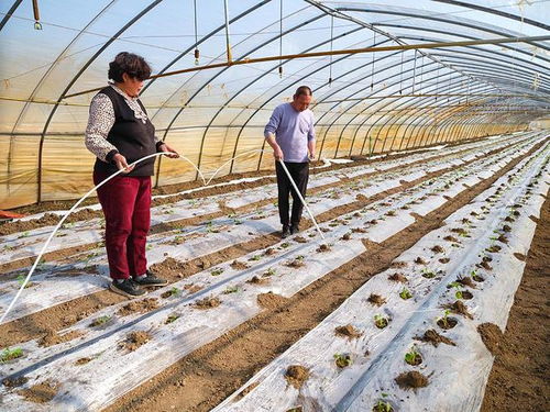 安徽五河 雨水 至 農事忙