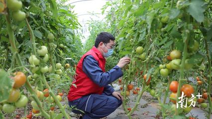 走進田間地頭,湛江東海供電局當好農戶的"電保姆"