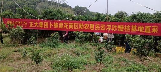 云浮郁南平臺:農超對接,助力沙糖桔挺進大灣區