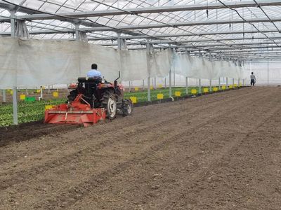 夏至又至,農事繁忙,果蔬爭榮